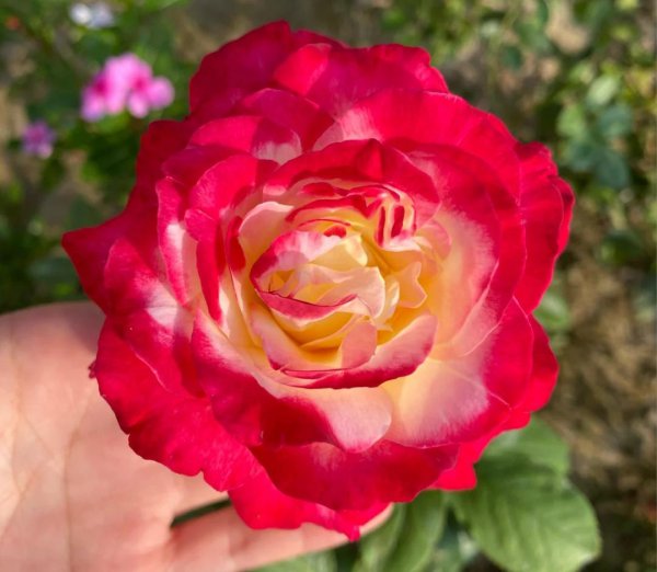 月季花种类大全