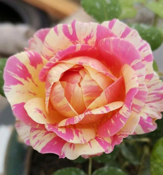 月季花种类大全
