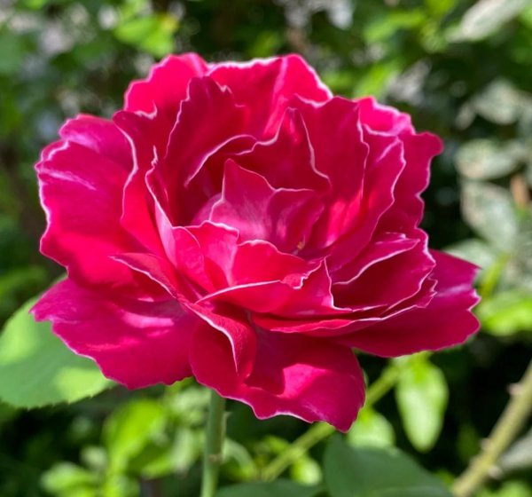 月季花种类大全