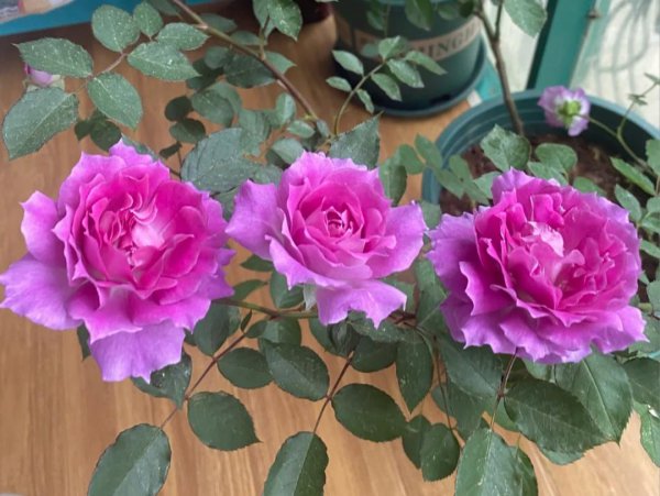 月季花种类大全