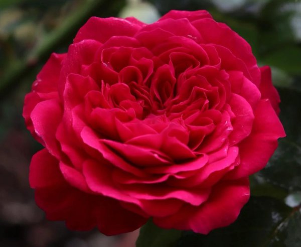 月季花种类大全