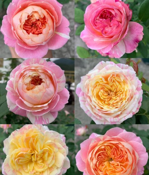 月季花种类大全
