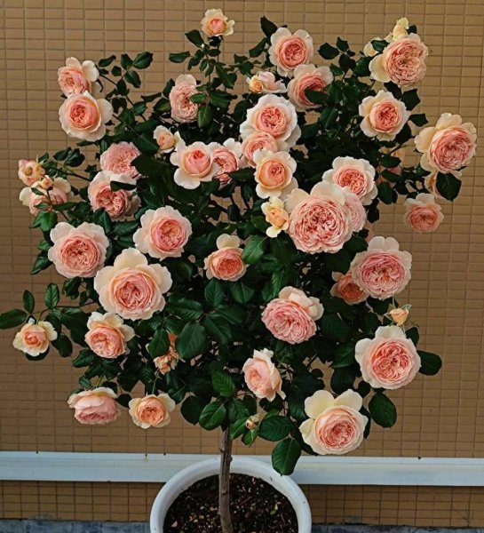 月季花种类大全