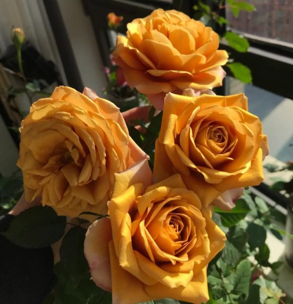 月季花种类大全