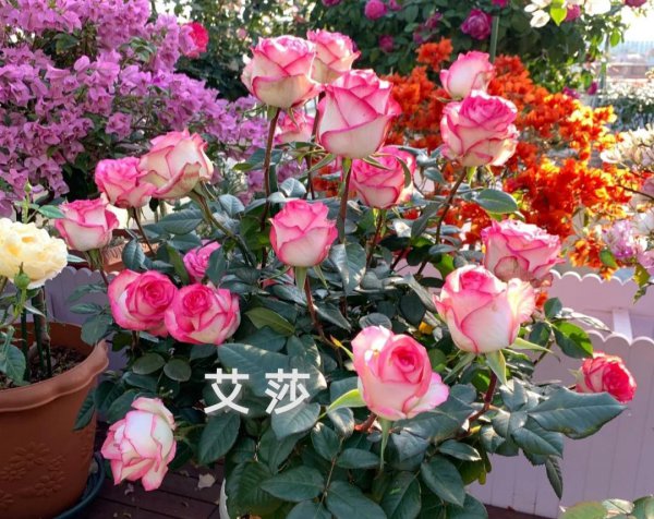 月季花种类大全