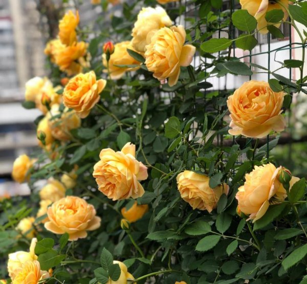 月季花种类大全