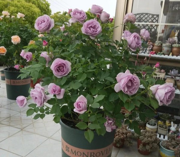 月季花种类大全