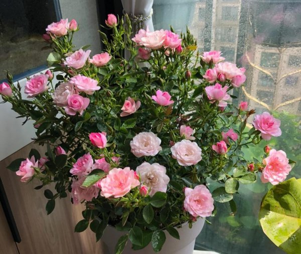 月季花种类大全