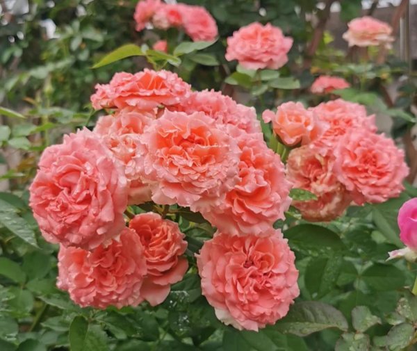 月季花种类大全