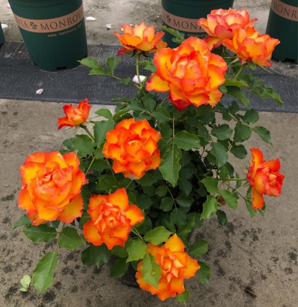 月季花种类大全