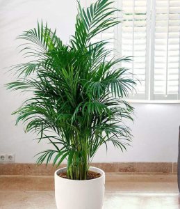 散尾葵种植方法和注意事项 排名第一客厅绿植