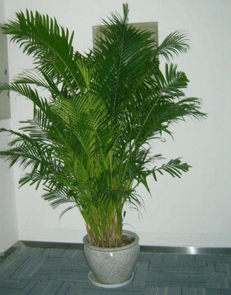 散尾葵种植方法和注意事项