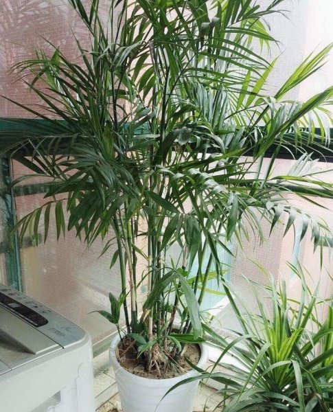散尾葵种植方法和注意事项