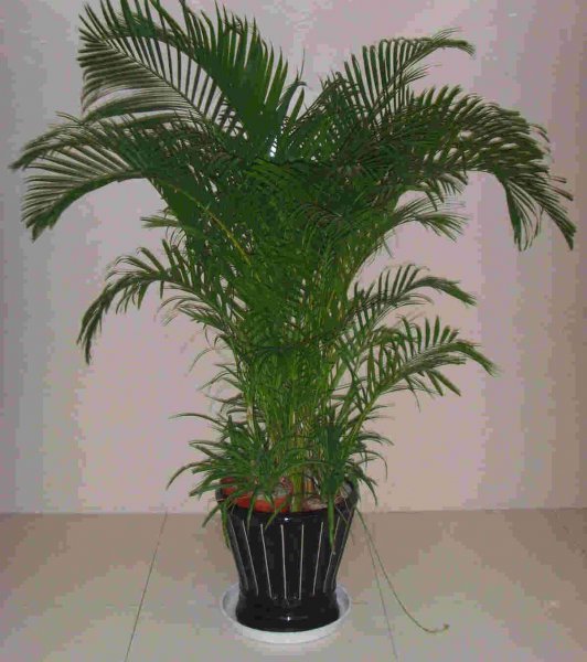 散尾葵种植方法和注意事项