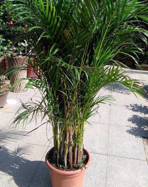 散尾葵种植方法和注意事项