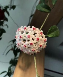 长春花的寓意和风水 排名第一客厅绿植