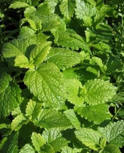 庭院驱蚊植物排行榜