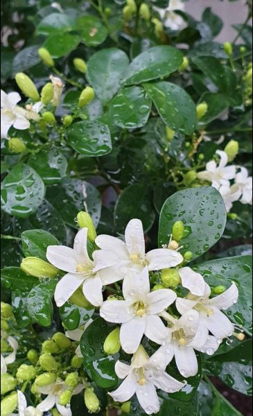 庭院驱蚊植物排行榜