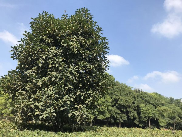 金桂银桂丹桂哪个最香