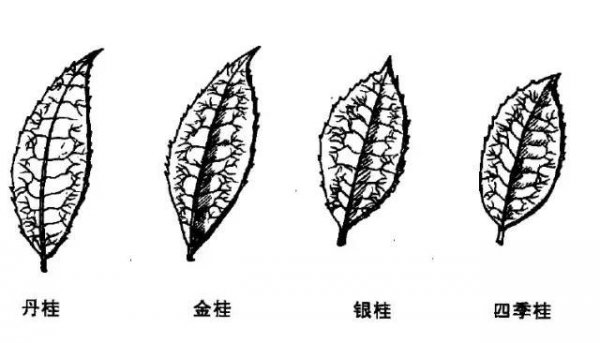 金桂银桂丹桂哪个最香