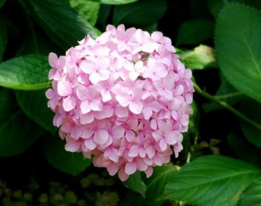 粉绣球花的花语是什么意思 直立性强的绣球品种
