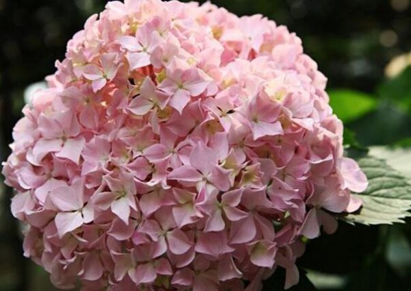 粉绣球花的花语是什么意思