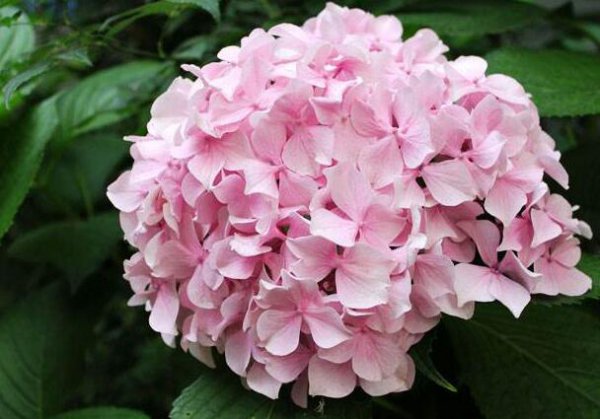 粉绣球花的花语是什么意思