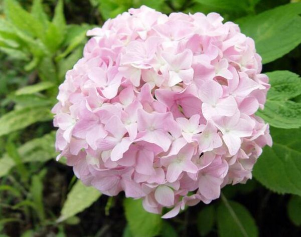 粉绣球花的花语是什么意思