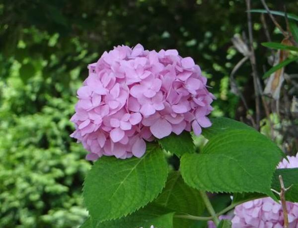 粉绣球花的花语是什么意思