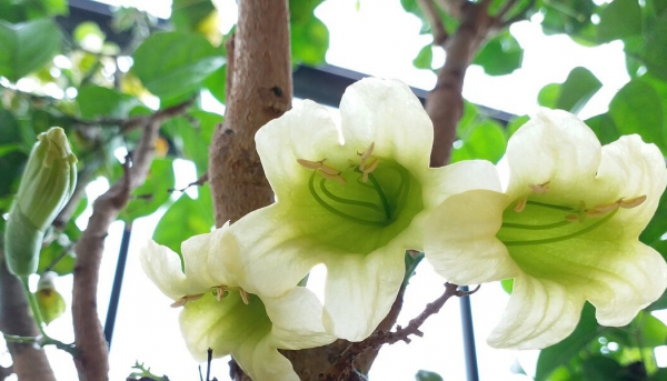 玉兰花的吉祥寓意是什么