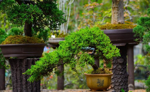玉兰花的吉祥寓意是什么