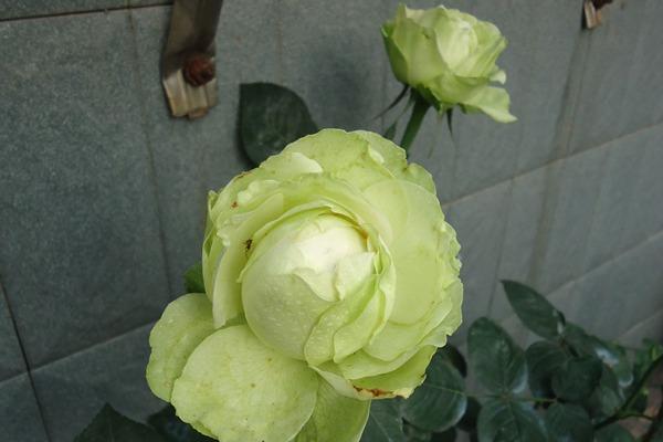 大花月季和丰花月季哪个好养