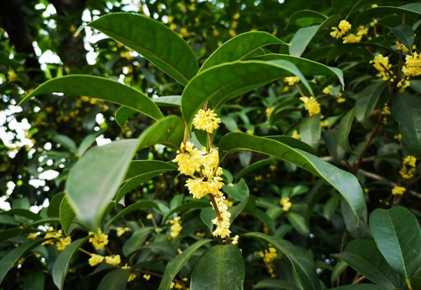 丹桂花和金桂花的区别是什么