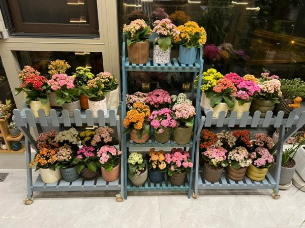 橙色长寿花花语是什么