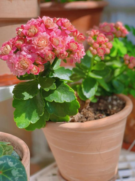 橙色长寿花花语是什么