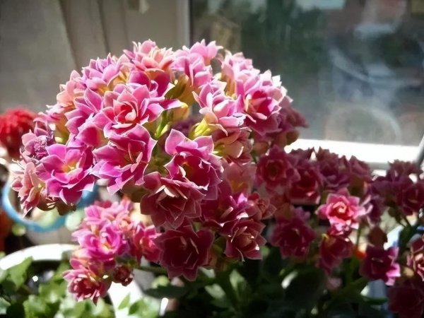 橙色长寿花花语是什么