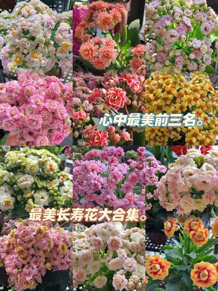 橙色长寿花花语是什么