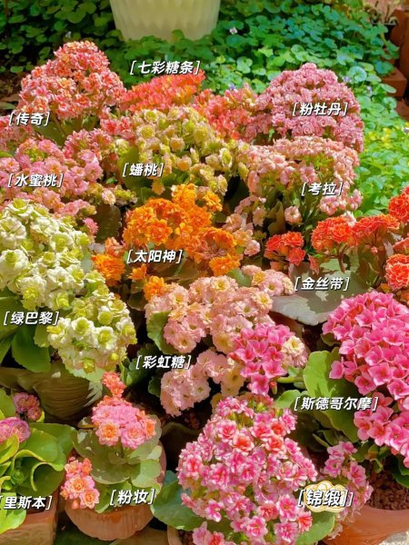 橙色长寿花花语是什么