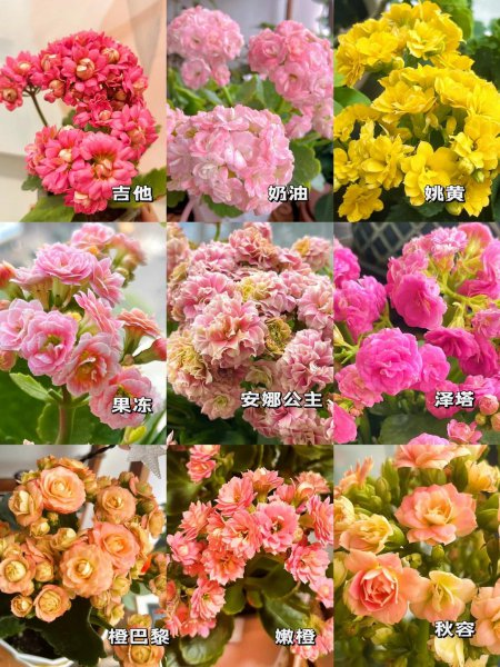 橙色长寿花花语是什么