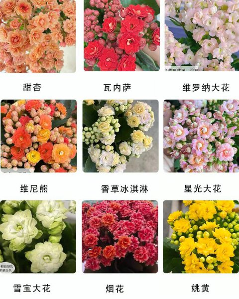橙色长寿花花语是什么
