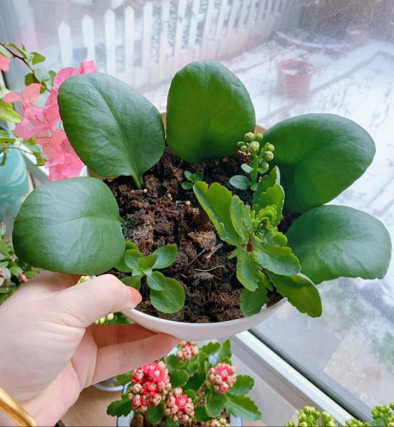 橙色长寿花花语是什么