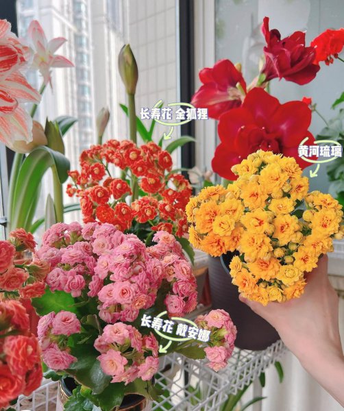 橙色长寿花花语是什么