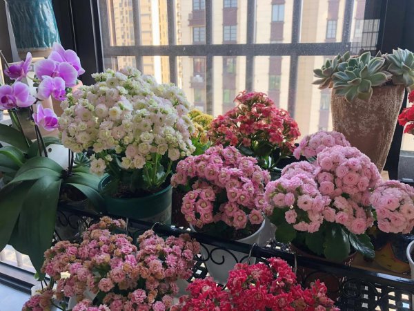 橙色长寿花花语是什么