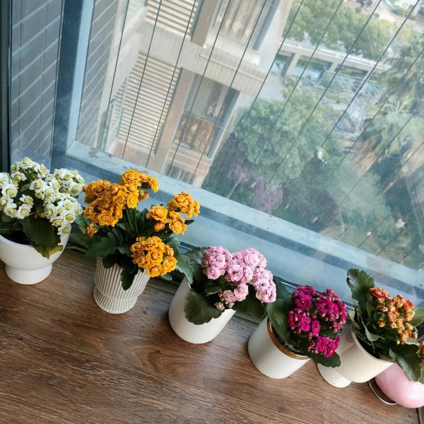 橙色长寿花花语是什么