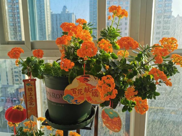 橙色长寿花花语是什么