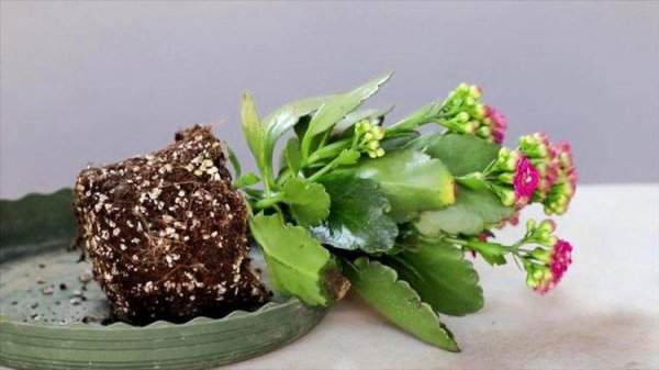 橙色长寿花花语是什么