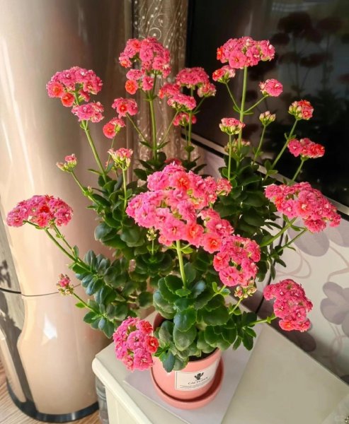 橙色长寿花花语是什么