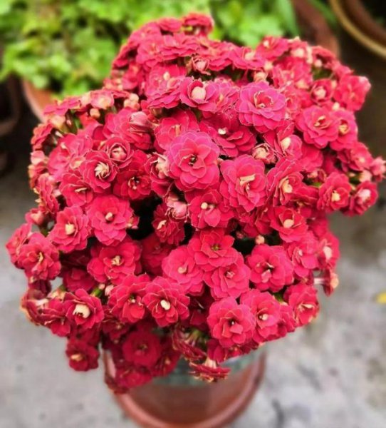 橙色长寿花花语是什么