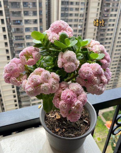 橙色长寿花花语是什么