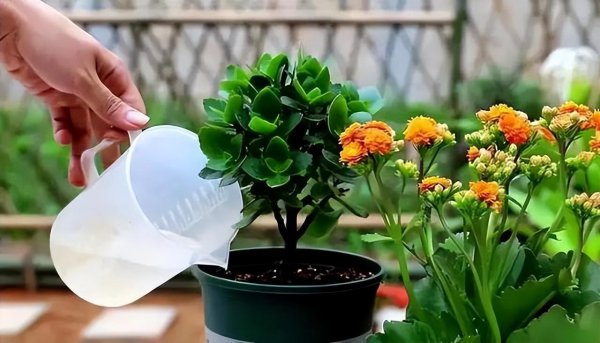 橙色长寿花花语是什么